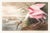 1980s 1980s The Abbeville Press Edition of the Roseate Spoonbill (Plate 321) From the Birds of America by John James Audubon For Sale - Image 5 of 6