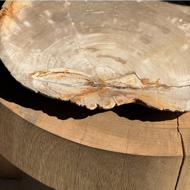 Large Beige Petrified Wood Storage Tray or Dish For Sale - Image 16 of 18