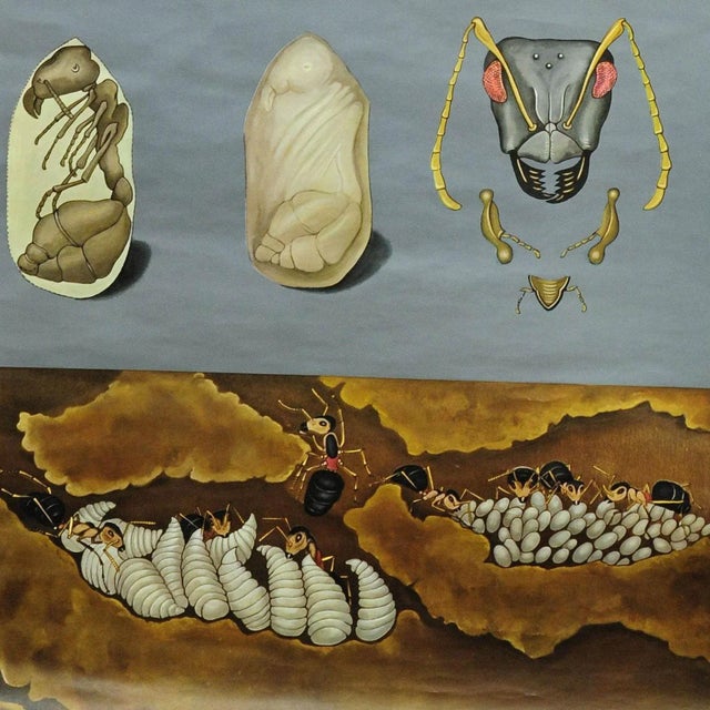 1960s Vintage Biology Animals Red Wood Ant School Wall Chart by Jung Koch Quentell For Sale - Image 5 of 6