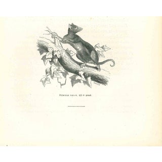 Paul Gervais, Tuan Hemiure, Lithograph, 1854 For Sale