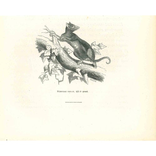 Paul Gervais, Tuan Hemiure, Lithograph, 1854 For Sale