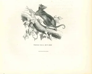 Paul Gervais, Tuan Hemiure, Lithograph, 1854