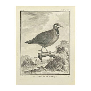 Jean Jubainel, Le Pigeon, Etching, 1771 For Sale