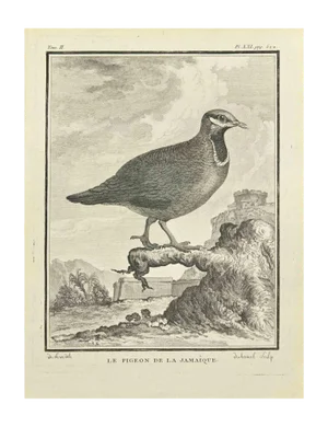 Jean Jubainel, Le Pigeon, Etching, 1771