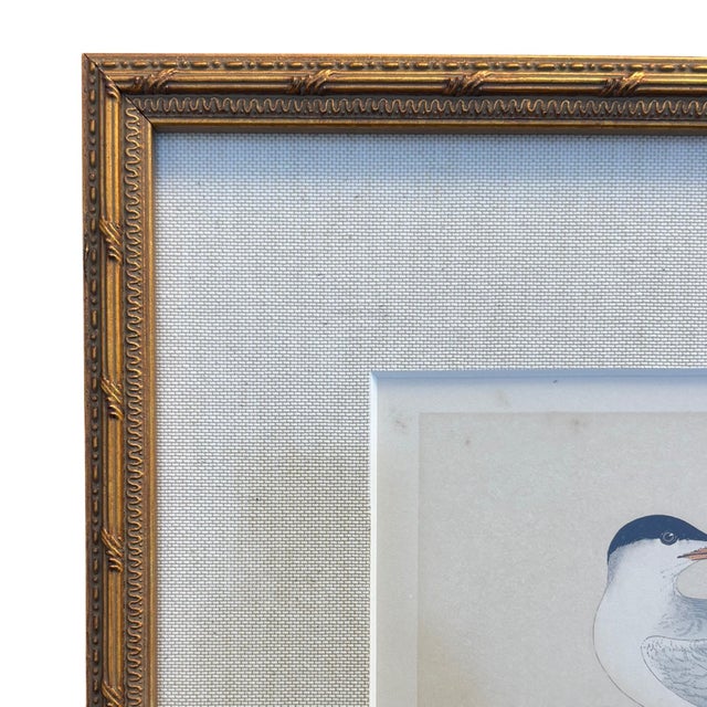 Linen Antique Lydon Morris Hand Colored Seabird Ornithological Prints Framed Set of 3 Circa 1880 For Sale - Image 8 of 12