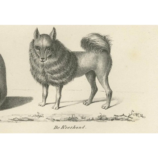 Wild and Domestic Dogs, 1836, Lithograph For Sale - Image 3 of 11