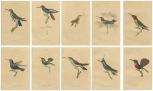 Jardine, Hummingbird Bird Prints, Handcolored Fiery-Tailed Hummingbirds, 1837, Paper