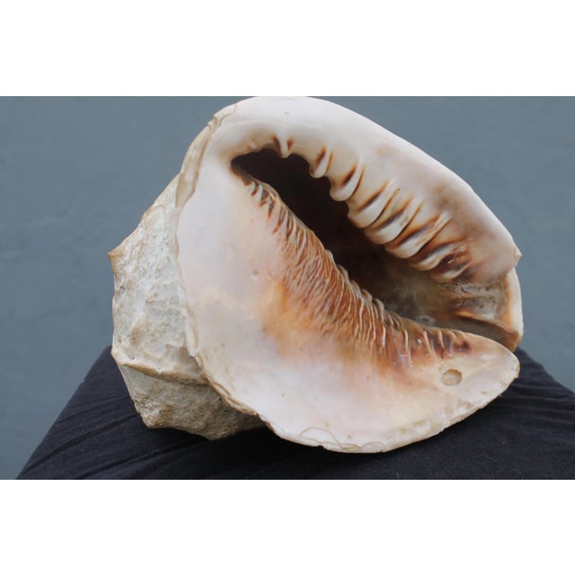 Large Vintage New England Seashell For Sale In Miami - Image 6 of 8