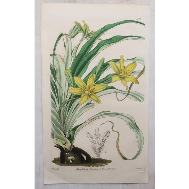 After William Fitch, Botanical Illustrations, 1838, Engravings, Set of 12 For Sale - Image 8 of 14
