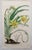 After William Fitch, Botanical Illustrations, 1838, Engravings, Set of 12 For Sale - Image 8 of 14