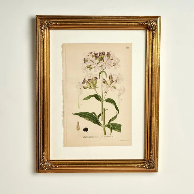 Paper Antique Group of Nine Hand Colored Botanical Prints For Sale - Image 7 of 18