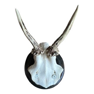 Roe Deer Trophy 55 Black Forest Antlers For Sale