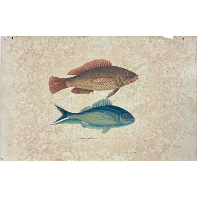 Sculpture Materials Mark Catesby Engraving, "Coney Fish and Cottonwick" For Sale - Image 7 of 10