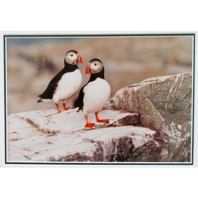 This limited edition signed Thomas Mangelsen Puffin Pair print is a beautifully framed piece that captures the realism of...