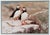 This limited edition signed Thomas Mangelsen Puffin Pair print is a beautifully framed piece that captures the realism of...
