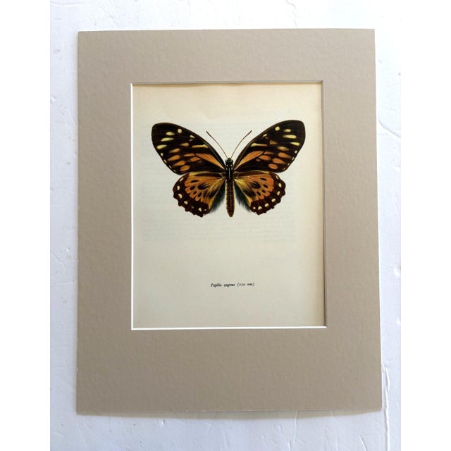 Realism Vintage 1965 Butterfly Print in 11x14 Mat: Papilio Zagreus (Doubleday), EUC For Sale - Image 3 of 3