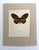 Realism Vintage 1965 Butterfly Print in 11x14 Mat: Papilio Zagreus (Doubleday), EUC For Sale - Image 3 of 3