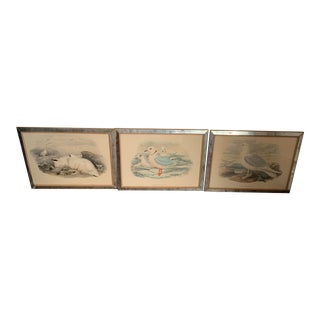 Hand Colored Bird Prints in Vintage Mercury Frames- Set of 3 For Sale