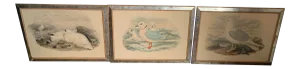 Hand Colored Bird Prints in Vintage Mercury Frames- Set of 3