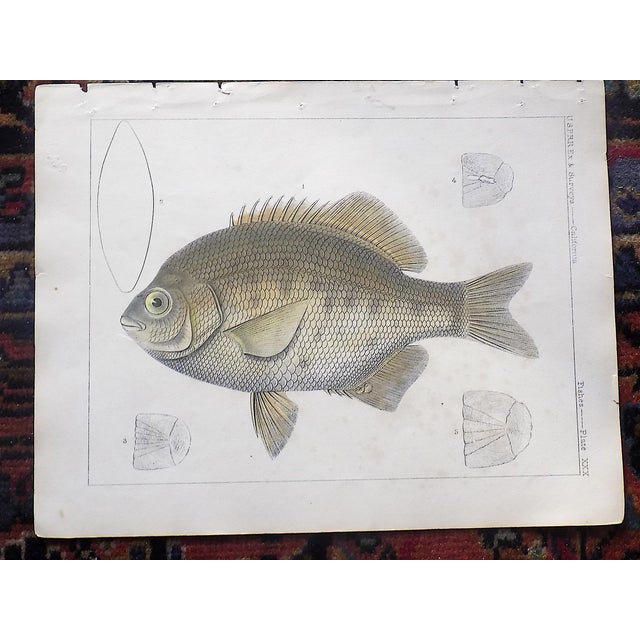 Antique 19th Century Hand Colored Fish Lithographs - Set of 3 For Sale - Image 4 of 5