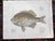Antique 19th Century Hand Colored Fish Lithographs - Set of 3 For Sale - Image 4 of 5