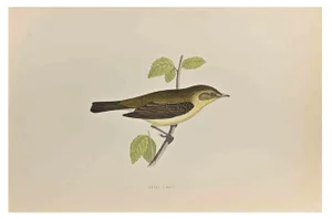 Alexander Francis Lydon, Chiff Chaff, Woodcut Print, 1870