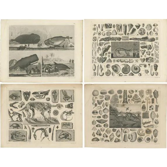 Heck, Various Marine Life and Fossils, 1850, Prints, Set of 4 For Sale