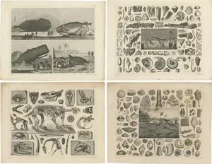 Heck, Various Marine Life and Fossils, 1850, Prints, Set of 4