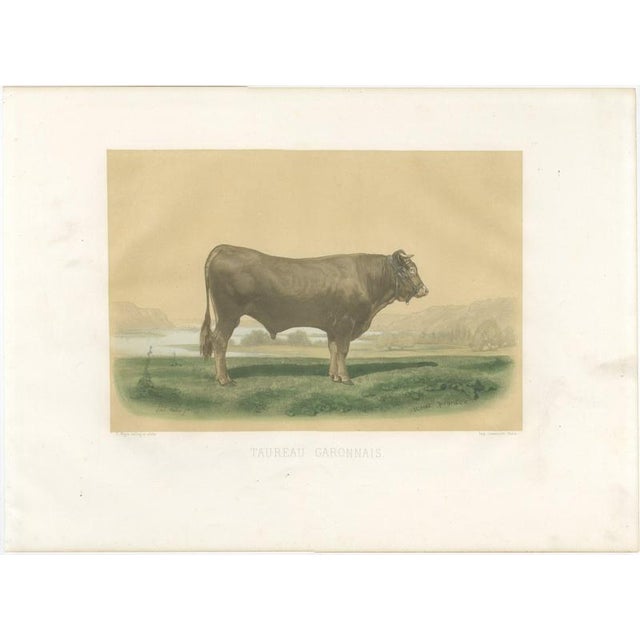 After Isidore Bonheur, Garonnais Bull, , 1873, Paper For Sale - Image 3 of 12