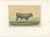 After Isidore Bonheur, Garonnais Bull, , 1873, Paper For Sale - Image 3 of 12