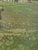 1930s Oil Painting Rural Countryside Landscape With Cow For Sale In Los Angeles - Image 6 of 16