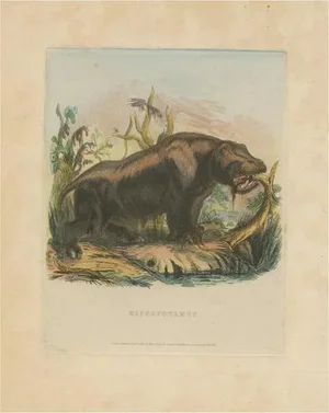 Barrow and Landseer, Animal Illustration of a Hippopotamus or Hippo, Print