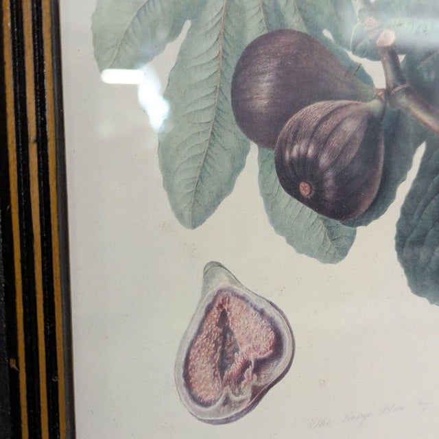 Printmaking Materials Set of 3 Framed Fruit Botanical Prints - Classic Wall Art For Sale - Image 7 of 7