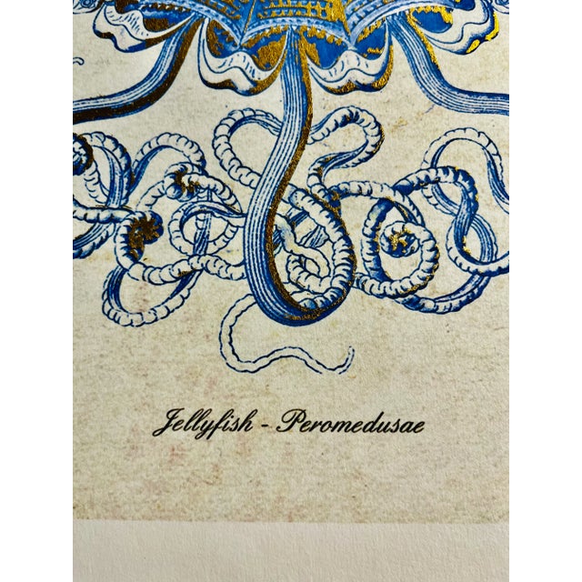Contemporary Original Jellyfish Peromedusae Art Print For Sale - Image 4 of 8