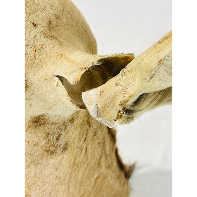 Vintage Mounted Antelope Taxidermy Wall Mount With Long Horns, Estate Find For Sale - Image 18 of 18