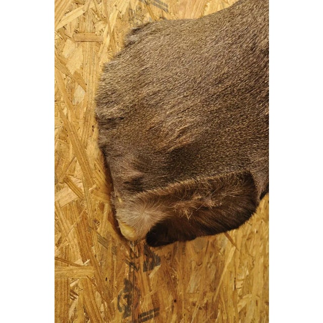 Vintage Mule Deer Buck Shoulder Mount Antler Rack Rustic Cabin Wall Decor For Sale - Image 9 of 12