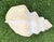 Ivory Vintage Oversized Hand-Painted Oversized Conch Shell Sculpture For Sale - Image 8 of 12