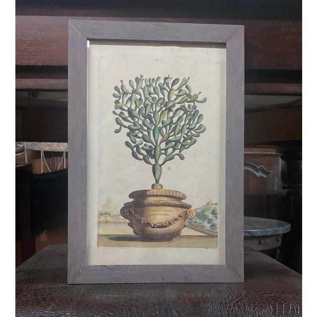 Paper Antique Original Abraham Munting "Potted Cactus Opuntia Major Angustifolia" Hand Colored Botanical Print Woodcut on Paper, Framed For Sale - Image 7 of 11