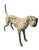 Cast Iron Pointer Dog Sculpture For Sale - Image 4 of 11