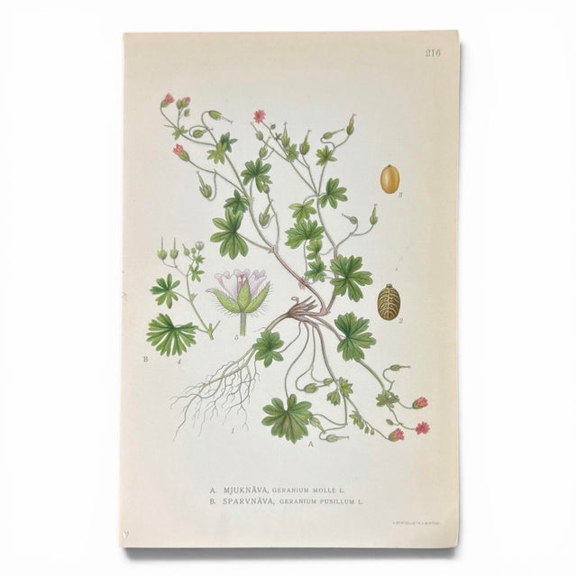 Realism Set of 8 Antique Botanical Prints | Pink & Green Wildflower Studies For Sale - Image 3 of 10