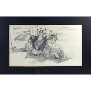 Contemporary Brigitte Woosley Brahman Cattle Pencil Study Drawing For Sale