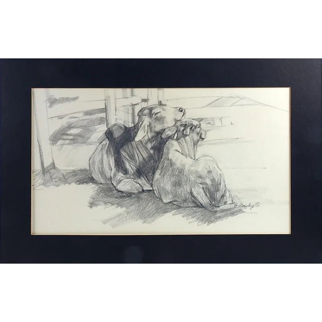 Contemporary Brigitte Woosley Brahman Cattle Pencil Study Drawing For Sale
