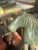 A magnificent and finely carved Chinese spinach green jade model of a horse, dating back to the 18th or 19th century...