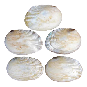 Antique Natural Iridescent Abalone Seashell Bowls- Set of 5