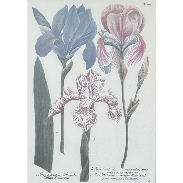 Late 20th Century Vintage Iris Botanical Prints in Gold Frames, a Pair For Sale - Image 5 of 8