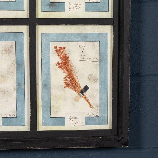 20th Century Italian Large Oak Frame with Pressed Flowers and Herbs For Sale - Image 13 of 18