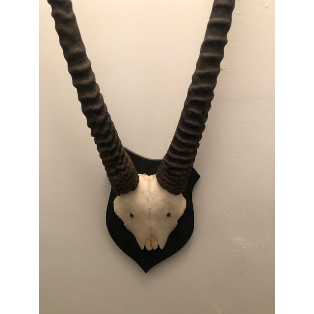 Gemsbok Oryx Wall Mount Chairish
