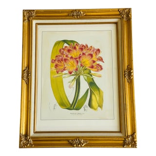 Vintage De Houte Botanical Chromolithograph in Gold Frame For Sale