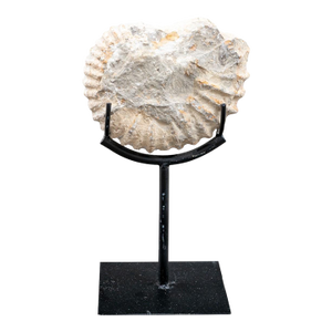 Antique Giant Ammonite Fossil on Iron Display Stand