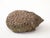 Late 20th Century Reconstituted Stone Hedgehog Garden Ornament, 20th Century For Sale - Image 5 of 10